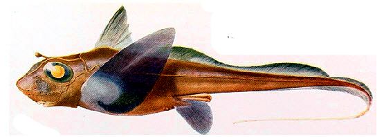 Hydrolagus mirabilis_03